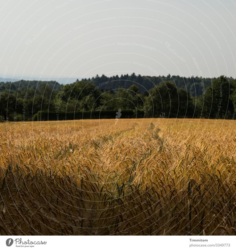 Landschaftsbild Horizont Hügel Wald Feld Ähren Schatten grau blau schwarz grün goldgelb Himmel Natur Menschenleer Umwelt Sommer