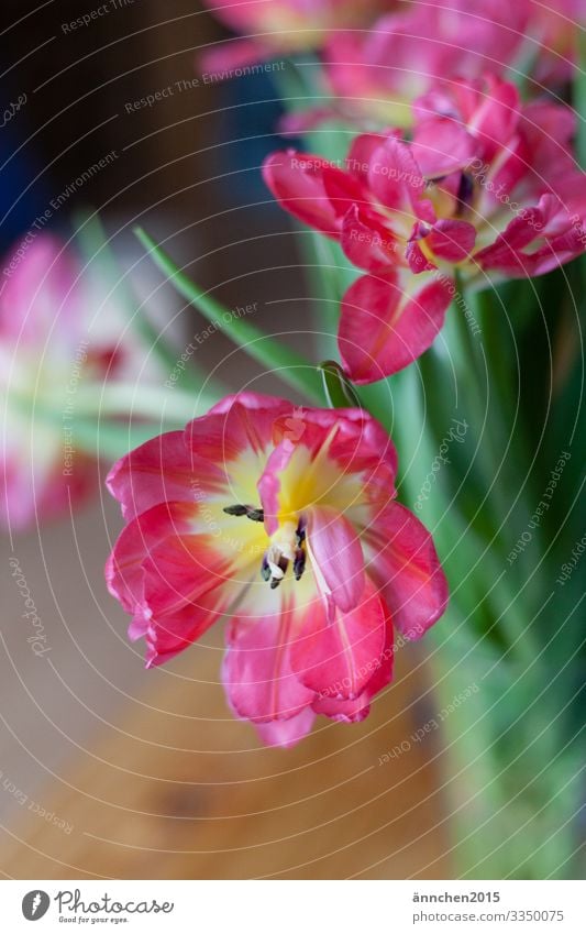 Tulpen Natur Pflanze Frühling Blume Blatt Blüte Blühend grün rosa rot Farbfoto Innenaufnahme Textfreiraum unten Morgen Tag