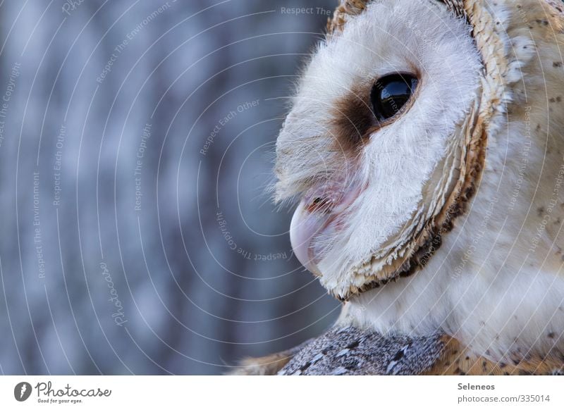 Schleiereule Abenteuer Ferne Freiheit Umwelt Natur Baum Tier Wildtier Vogel Tiergesicht Eulenvögel 1 nah wild Weisheit Farbfoto Außenaufnahme Textfreiraum links