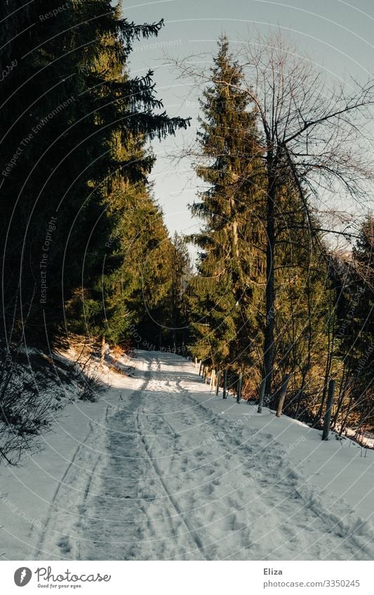 Winterweg Ausflug Sonne Schnee Berge u. Gebirge wandern Natur Wald Wege & Pfade kalt Spuren Schneespur Tanne Schneelandschaft Fußweg Fußspur Farbfoto