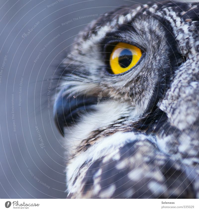 scharfe Beobachtung Umwelt Natur Tier Wildtier Vogel Tiergesicht Eulenvögel Eulenaugen Uhu Schnabel Feder gefiedert 1 beobachten nah natürlich weich Nahaufnahme