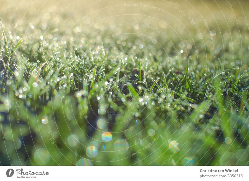 glitzernder gefrorener Rasen im Gegenlicht Umwelt Natur Wassertropfen Frühling Winter Pflanze Gras Blatt ästhetisch außergewöhnlich glänzend hell nah natürlich