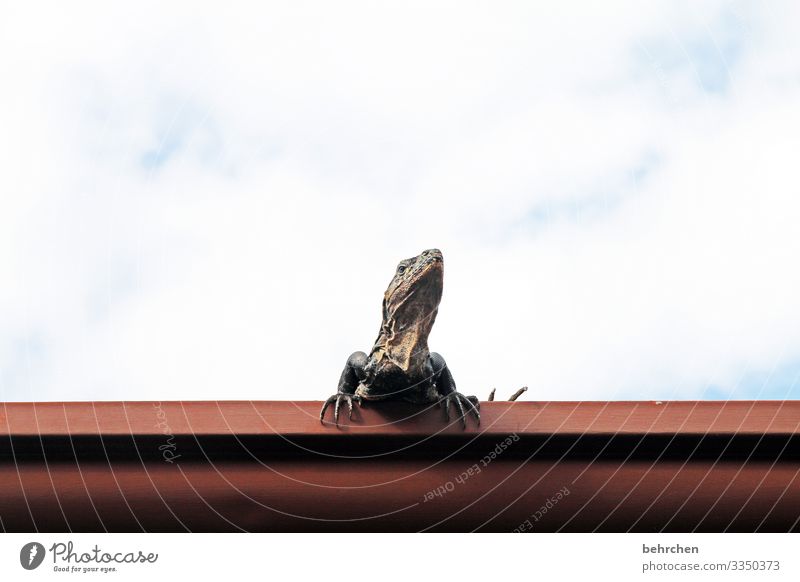 lazy crazy sunday Cool Coolness Detailaufnahme Farbfoto lustig interessant Krallen Schuppen Reptil niedlich Leguane Eidechse Gecko Dach Dachrinne besonders