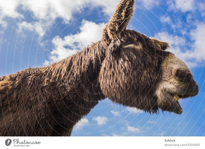 Poitou Esel Tier Nutztier 1 schreien iahen Gebiss Ohr Kopf Himmel blau Wolken Eselrasse Nüstern Auge Fell dunkelbraun langhaarig Maul Farbfoto mehrfarbig