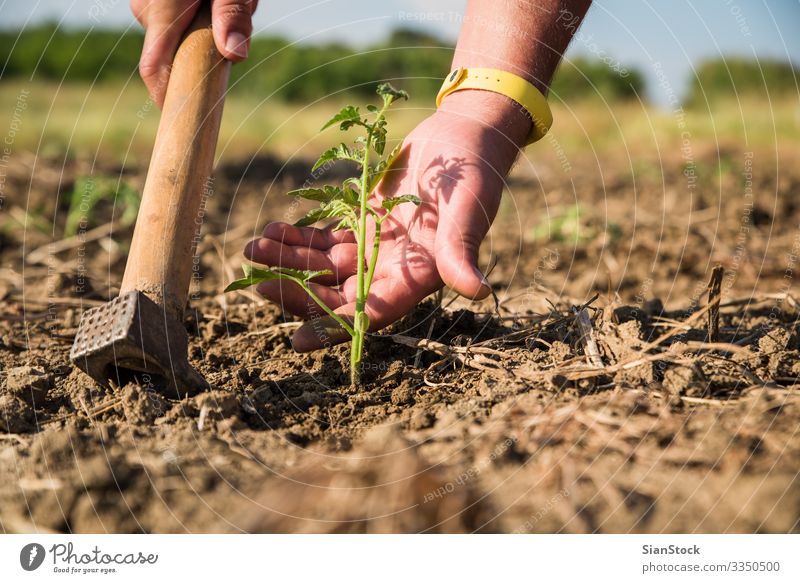 Männerhand berührt junge Tomatenpflanze. Gemüse Leben Garten Arbeit & Erwerbstätigkeit Gartenarbeit Frau Erwachsene Hand Natur Landschaft Pflanze Erde Blatt