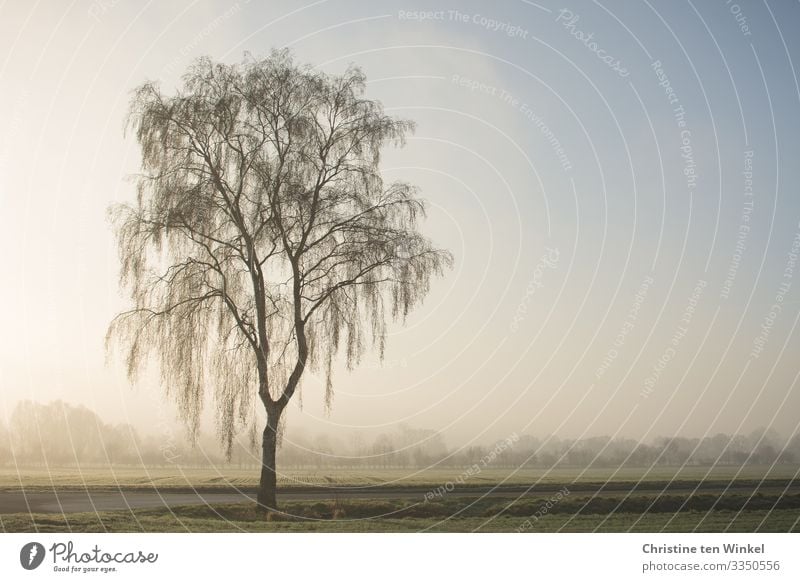 Birke im Morgennebel Umwelt Natur Landschaft Himmel Sonnenlicht Winter Nebel Pflanze Baum Feld Wald ästhetisch authentisch Freundlichkeit hell kalt natürlich