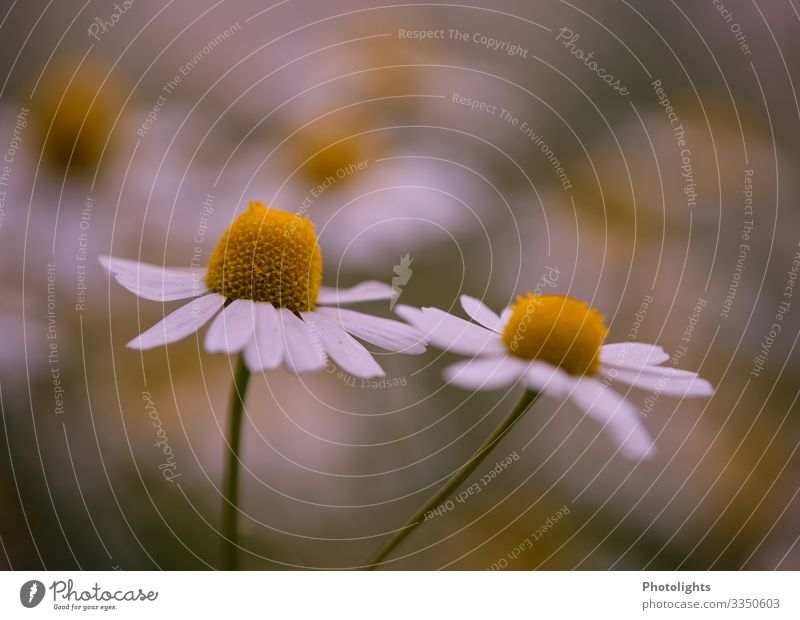 Zweisamkeit Natur Pflanze Blume Blatt Blüte Wildpflanze Margerite Garten Wiese braun gelb gold grün orange weiß Frühlingsgefühle Blütenstempel Blütenkelch