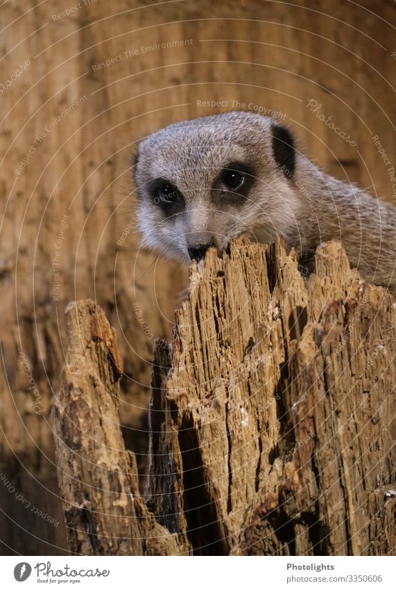 Schau mir in die Augen, Kleines! Tier Park Wildtier Tiergesicht Fell Zoo Erdmännchen 1 beobachten Coolness frech listig braun schwarz weiß auf der Lauer Neugier