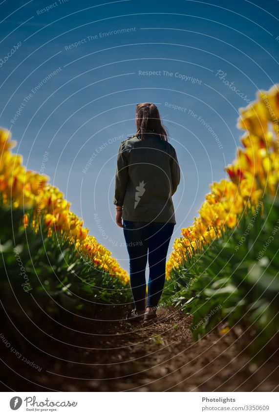 Im Tulpenfeld Sonne feminin Junge Frau Jugendliche Rücken 1 Mensch 18-30 Jahre Erwachsene Natur Pflanze Erde Himmel Frühling Schönes Wetter Blatt Blüte Feld