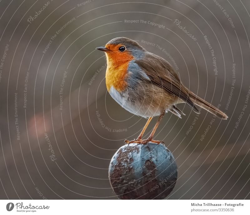 Rotkehlchen auf dem Zaunpfahl Natur Tier Sonne Sonnenlicht Schönes Wetter Wildtier Vogel Tiergesicht Flügel Krallen Kopf Schnabel Auge Feder gefiedert Beine 1