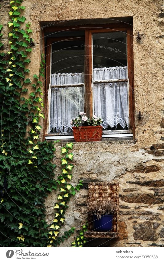 alt | der putz is ab Haus Fenster Fassade Blumentopf Gardine Efeu Ranke Außenaufnahme Farbfoto Wand bewachsen Mauer Kletterpflanzen Menschenleer melancholisch