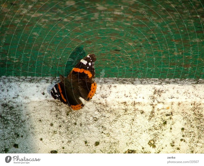 Schmetterling beim Sport... Tischtennis grün weiß Ping Tischtennisplatte Pong