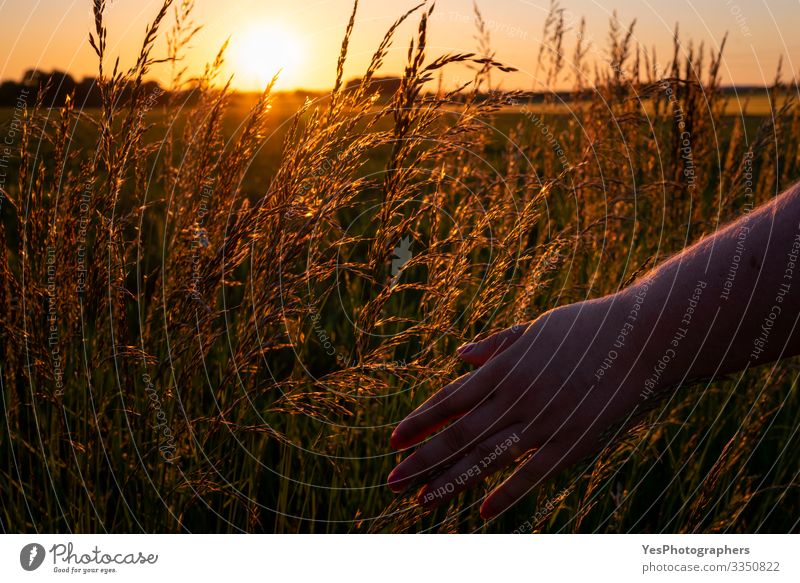 Frauenhand berührt hohes Gras bei Sonnenuntergang, goldene Stunde Wohlgefühl Erholung ruhig Sommer Mensch feminin Hand Umwelt Natur Landschaft berühren weich