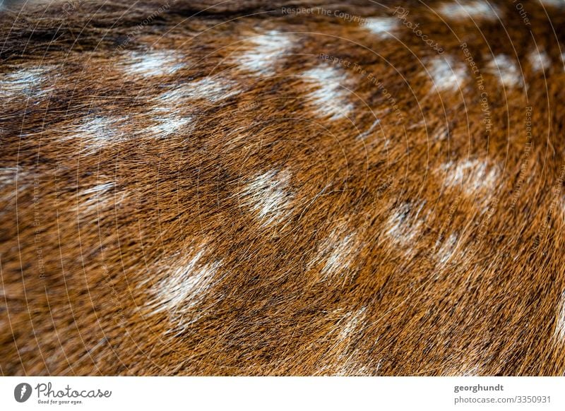 Flecky Fleisch Ernährung Haare & Frisuren Tier Wildtier Fell 1 braun Fressen Reh Rehkitz Fleckvieh Wildfleisch Wald Jagd Farbfoto Außenaufnahme Menschenleer