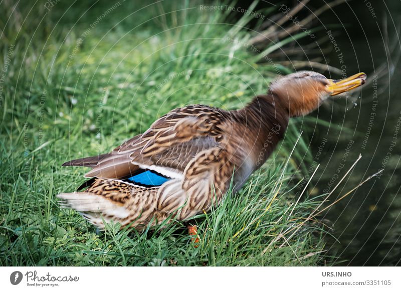 eine Ente schüttelt sich trocken Natur Tier Sommer Wiese Wildtier 1 stehen authentisch blau braun grün weiß Wasser Morgenwäsche Rasen Tropfen Farbfoto