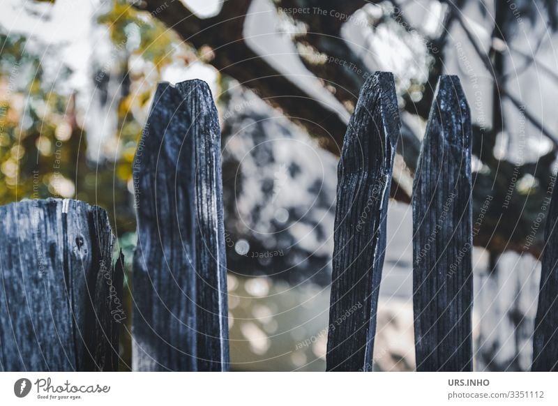 Holzzaun vorm Garten Baum Zaun Zaunpfahl alt Spitze gelb grau grün Idylle Reflexion & Spiegelung Ast Gartenzaun Farbfoto Gedeckte Farben Außenaufnahme