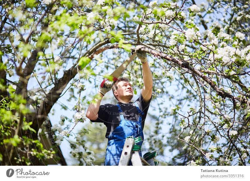 Ein Mann schneidet mit einer Säge einen Ast eines blühenden Apfelbaums ab. Freizeit & Hobby Sommer Garten Arbeit & Erwerbstätigkeit Gartenarbeit Werkzeug Schere