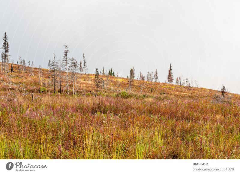 Neues Leben - Heidelandschaft die nach Waldbrand entstanden ist wandern Umwelt Natur Landschaft Pflanze Erde Herbst Klima Klimawandel Wetter schlechtes Wetter