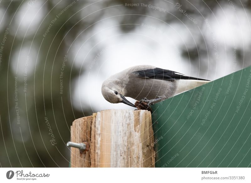 Kiefernhäher versucht Beute zu knacken. Tier Wildtier Vogel 1 festhalten Fressen lustig Tierliebe Konzentration Geschicklichkeit hartnäckig Rabenvögel Lebewesen