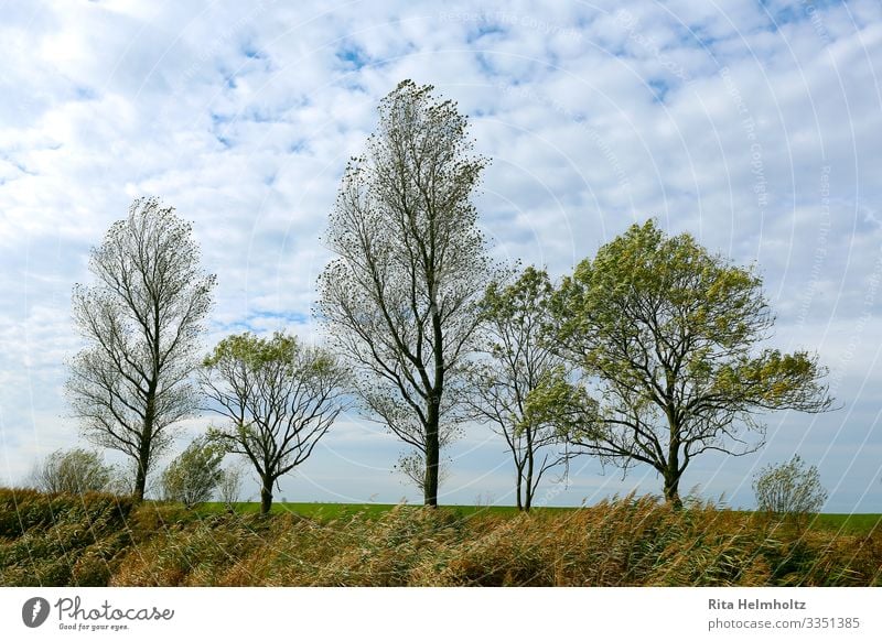 Baumreihe Umwelt Natur Landschaft Pflanze Himmel Wolken Frühling Schönes Wetter Wiese Wachstum frisch Unendlichkeit blau braun grün weiß schön geduldig ruhig