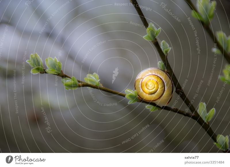 Frühlingszweig mit Schneckenhaus Natur Pflanze Zweige u. Äste Makroaufnahme Schwache Tiefenschärfe Menschenleer Nahaufnahme Tag Außenaufnahme Farbfoto natürlich