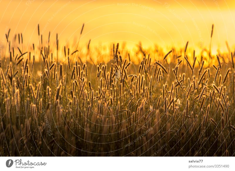 Gräserblüten im Abendlicht Natur Sommer Lichtstimmung Wärme Grasland Grasblüte Außenaufnahme Farbfoto Schwache Tiefenschärfe Warme Farbe Warmes Licht Stimmung