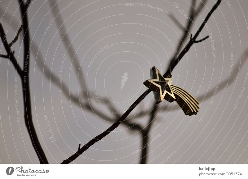 überbleibsel Feste & Feiern Weihnachten & Advent Umwelt Natur Baum leuchten Weihnachtsstern Baumschmuck Ast Stern Schmuckanhänger Gold einzeln einzigartig