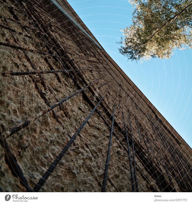 Gegenüberstellung einsam solo allein vegetation struktur urwüchsig kommunikation natur baum holz skurril urban wand alt gegensatz historisch mauer stahlmatte