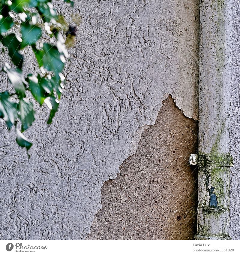 Regenrinne und bröckelnder Putz Kleinstadt Haus Mauer Wand Dachrinne Efeu Blatt alt kaputt verfallen Patina braun grau grün weiß Nostalgie Sentimentalit Verfall