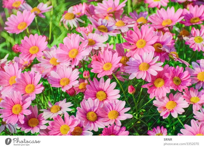 ?hrysantheme Natur Pflanze Blume Blüte Blühend Anthesis Überstrahlung aufblühen Chrysantheme gänseblümchenartig geblümt Blütezeit Röschen Blütenknospen