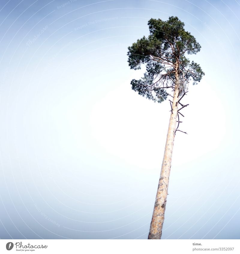 Kühlturm | Eiszeit Umwelt Natur Himmel Winter Schönes Wetter Schnee Baum Kiefer Schwarzwald stehen elegant hoch kalt Wachsamkeit Gelassenheit ruhig Leben