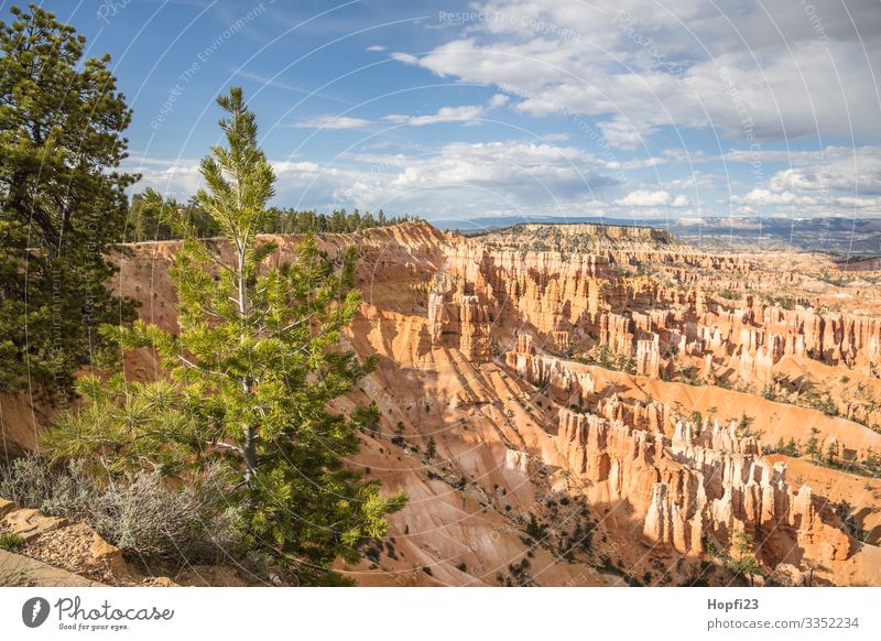 Bryce Canyon Umwelt Natur Landschaft Pflanze Tier Urelemente Himmel Wolken Sonne Frühling Sommer Schönes Wetter Baum Felsen Berge u. Gebirge beobachten Fitness