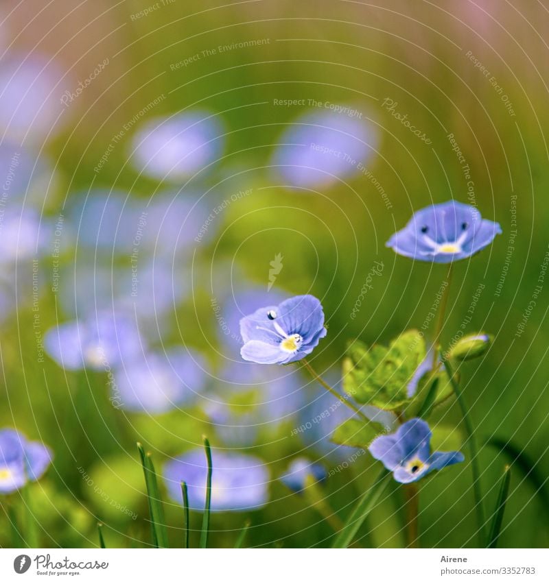 Ehrenpreis - einfach so Blume Blühend blau Natur grün Freundlichkeit hell klein schön Frühling Sommer Licht Blüte Feld natürlich niedlich Frühlingsgefühle Treue