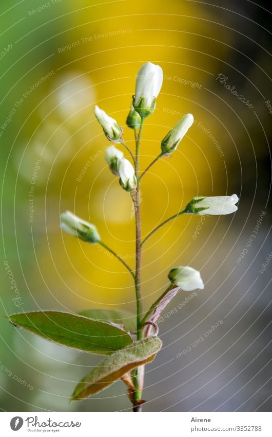 ...es muss DOCH Frühling werden! Felsenbirne blüte Knospe strauch blühen gelbgold grün hellgrün eiß zart symmetrie Aufbruch Hoffnung Optimismus Natur draußen