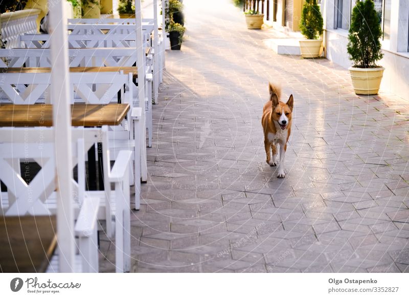 Glücklicher Hund auf der Straße der Stadt. Wunderschöner Hintergrund. Tiergesundheit Freude Sommer Sonne Pflanze Frühling Schönes Wetter Baum Park Terrasse