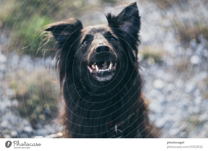 Lächelnder Vierbeiner Umwelt Natur Pflanze Schönes Wetter Sträucher Tier Haustier Hund 1 beobachten Freundlichkeit Fröhlichkeit grün Gefühle Stimmung Freude