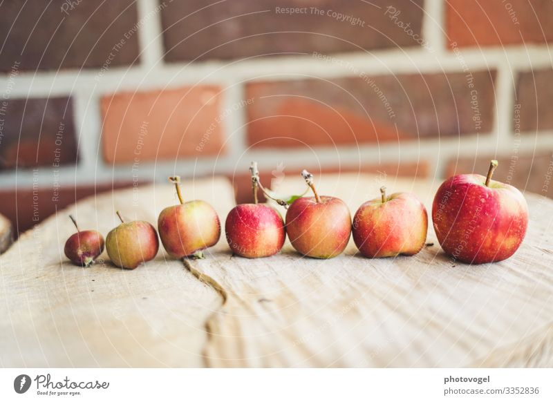 Äpfel in Reihe Größenunterschied Größenvergleich Apfel Apfelernte rot Ernte aufgereit Ordnung Ordnungsliebe Gesundheit