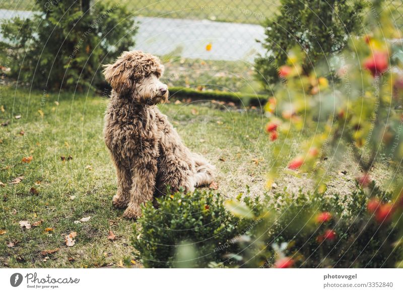 Frau Flauschig Umwelt Natur Pflanze Schönes Wetter Sträucher Blatt Blüte Tier Haustier Hund 1 beobachten Freundlichkeit Fröhlichkeit braun grün Gefühle Stimmung