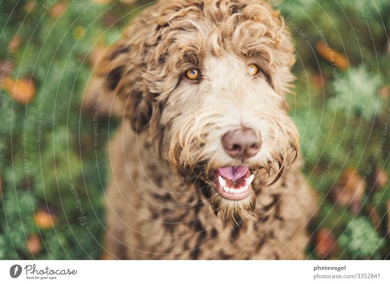 Golden Eye Umwelt Natur Gras Tier Haustier Hund Tiergesicht Labradoodle 1 braun gelb gold grün Gefühle Stimmung Freude Glück Zufriedenheit Vertrauen Sicherheit