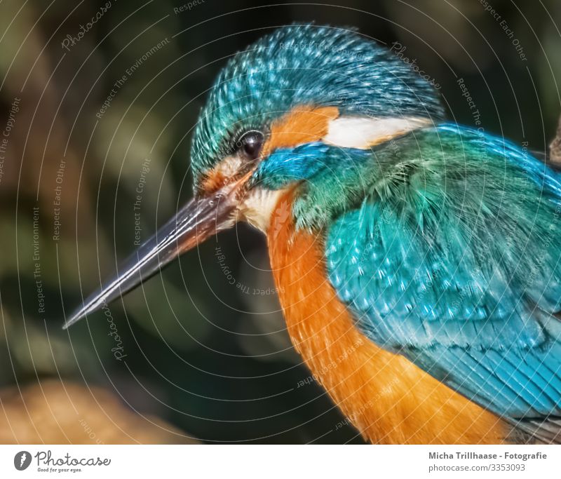 Eisvogel Portrait Umwelt Natur Tier Sonne Sonnenlicht Schönes Wetter Seeufer Flussufer Wildtier Vogel Tiergesicht Flügel Eisvögel Schnabel Kopf Auge Feder