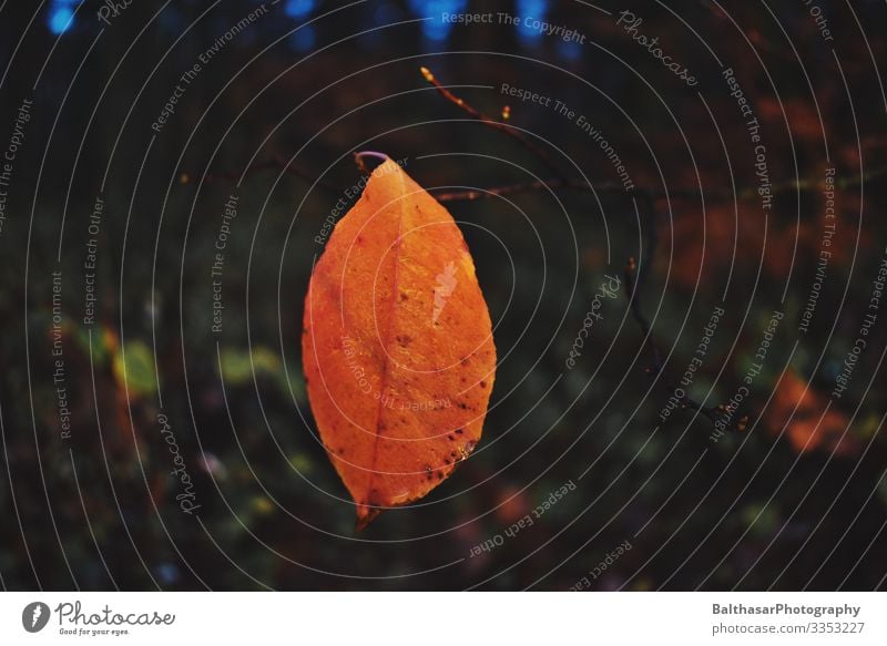 Stimmungsvoller Herbst Umwelt Natur Pflanze Wetter Baum Wildpflanze Wald Holz ästhetisch dunkel frisch orange ruhig kalt herbstlich Herbstlaub Herbstwald