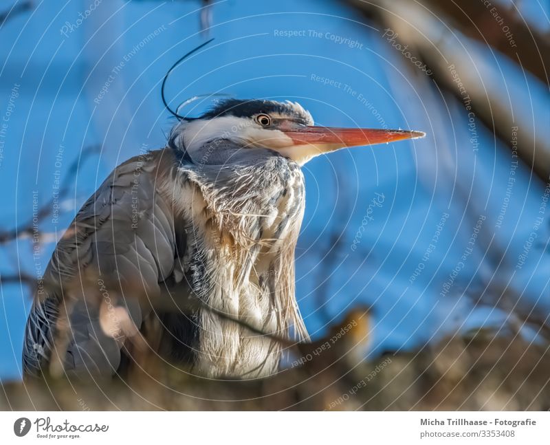 Reiher hoch oben im Baum Natur Tier Himmel Sonnenlicht Schönes Wetter Zweige u. Äste Seeufer Flussufer Wildtier Vogel Tiergesicht Flügel Graureiher Schnabel