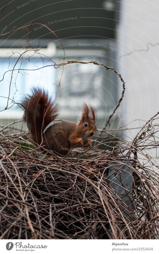 Eichhörnchen Umwelt Natur Tier Wildtier 1 beobachten Blick niedlich Freude Fröhlichkeit Lebensfreude ansammeln verstecken Versteck Farbfoto Außenaufnahme