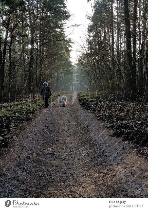 Waldspaziergang am Morgen Mensch feminin Frau Erwachsene Weiblicher Senior 1 60 und älter Natur Landschaft Pflanze Tier Erde Winter Haustier Hund laufen wandern