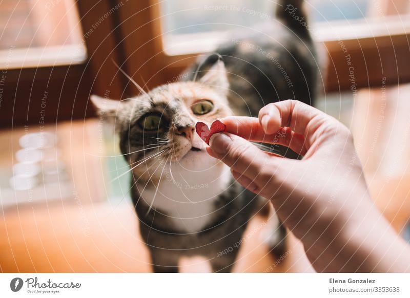 Tabby-Katze, die an einem roten Glitzerherz aus Pappe riecht. Valentinstag Büroarbeit Pelzmantel Haustier Herz Liebe Zusammensein Gefühle Idee Kreativität