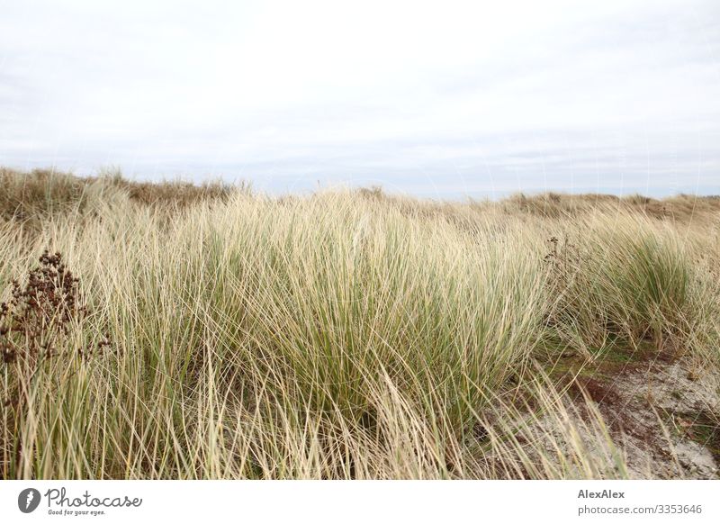 Stranddüne Wellness Sinnesorgane Erholung Ferien & Urlaub & Reisen Tourismus Ausflug Ferne Pflanze Erde Luft Wolken Horizont Frühling Herbst Winter