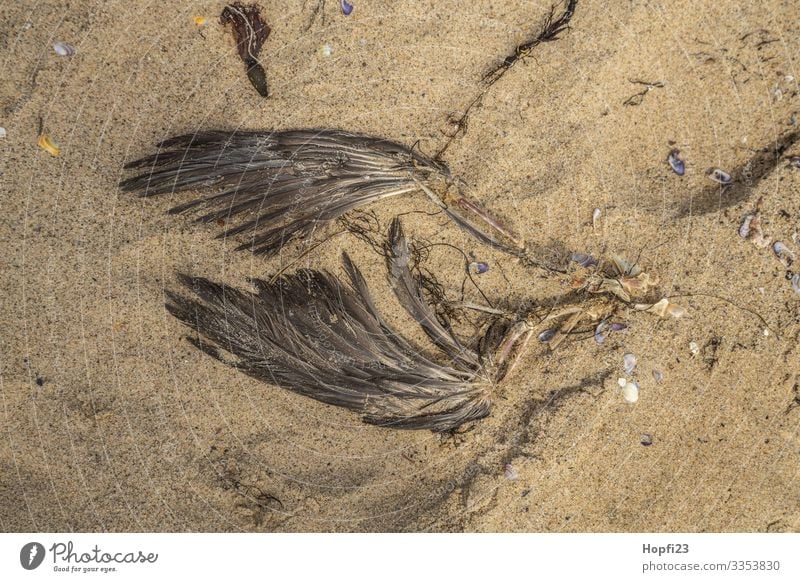 Flügel einer gestorbenen Möwe Sand Frühling Sommer Küste Strand Tier Totes Tier Vogel 1 braun gelb Tod Vergänglichkeit verlieren Knochen Rest verrotten Farbfoto