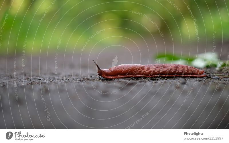 Schneckentempo Natur Tier Erde Frühling Wiese Feld Wald Wildtier 1 Zeitlupe Schneckenhaus Nacktschnecken Wege & Pfade Ziel nackt weich braun gelb grau grün