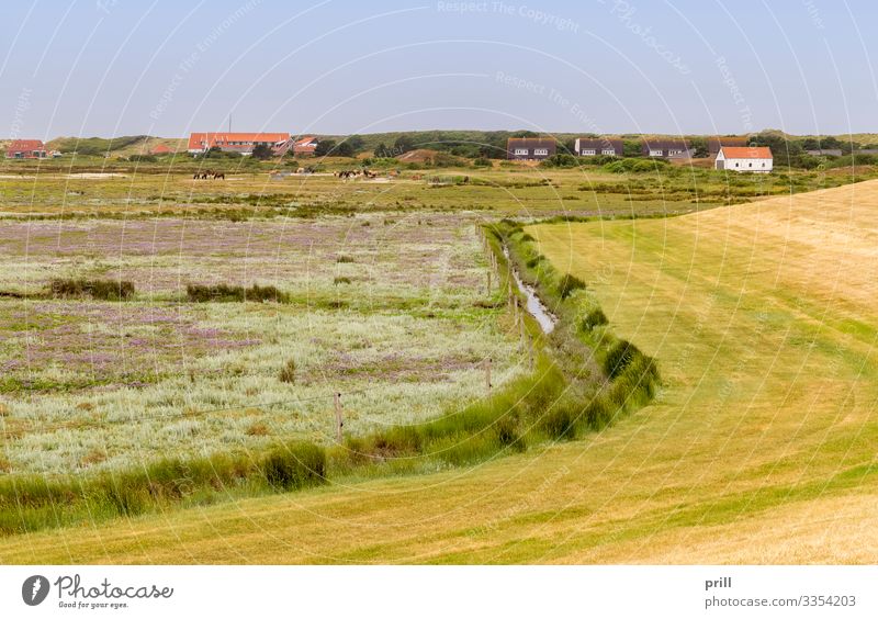 Spiekeroog in East Frisia Sommer Insel Landschaft Pflanze Sträucher Küste Dorf authentisch Ostfriesland Landkreis Friesland deutschland norddeutschland