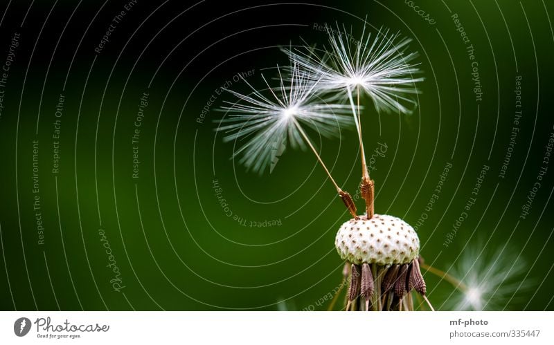 weggepustet Natur Pflanze Frühling Löwenzahn Garten braun grün weiß Farbfoto Außenaufnahme